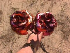 Copper Roses